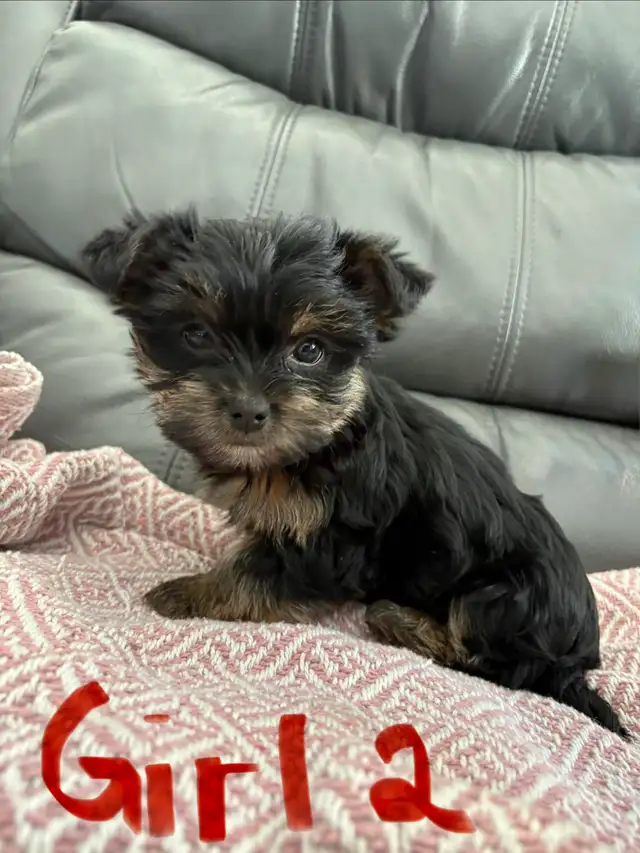 Yorkshire Terrier (Yorkie) Puppies for Sale - Photo 8