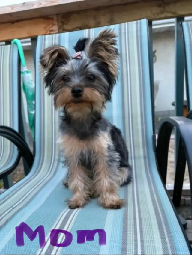 Yorkshire Terrier (Yorkie) Puppies for Sale - Photo 9