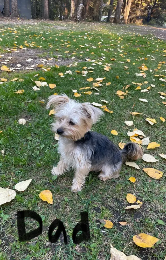 Yorkshire Terrier (Yorkie) Puppies for Sale - Photo 10
