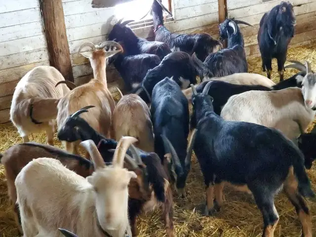 Yearling and Doeling Goats looking for new homes
