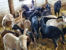 Yearling and Doeling Goats looking for new homes