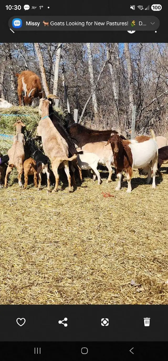Yearling and Doeling Goats looking for new homes - Photo 2