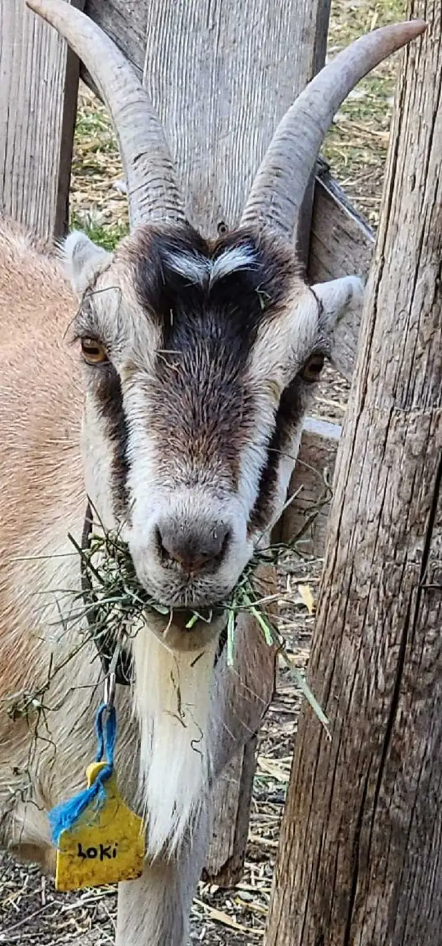 Yearling and Doeling Goats looking for new homes - Photo 3