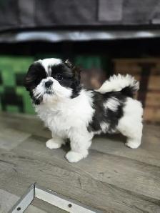 Shih Tzu