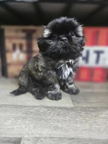 Shih Tzu - Photo 2