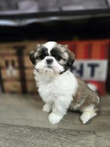 Shih Tzu - Photo 3