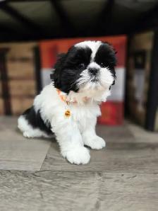 Shih Tzu - Photo 4
