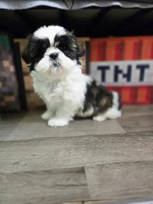 Shih Tzu - Photo 5