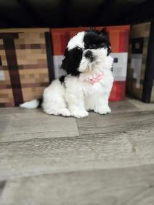 Shih Tzu - Photo 6