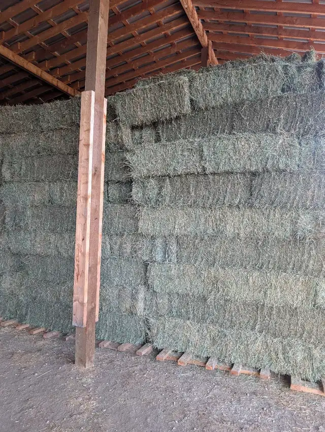 1st cut small sq. hay