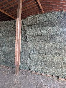 1st cut small sq. hay