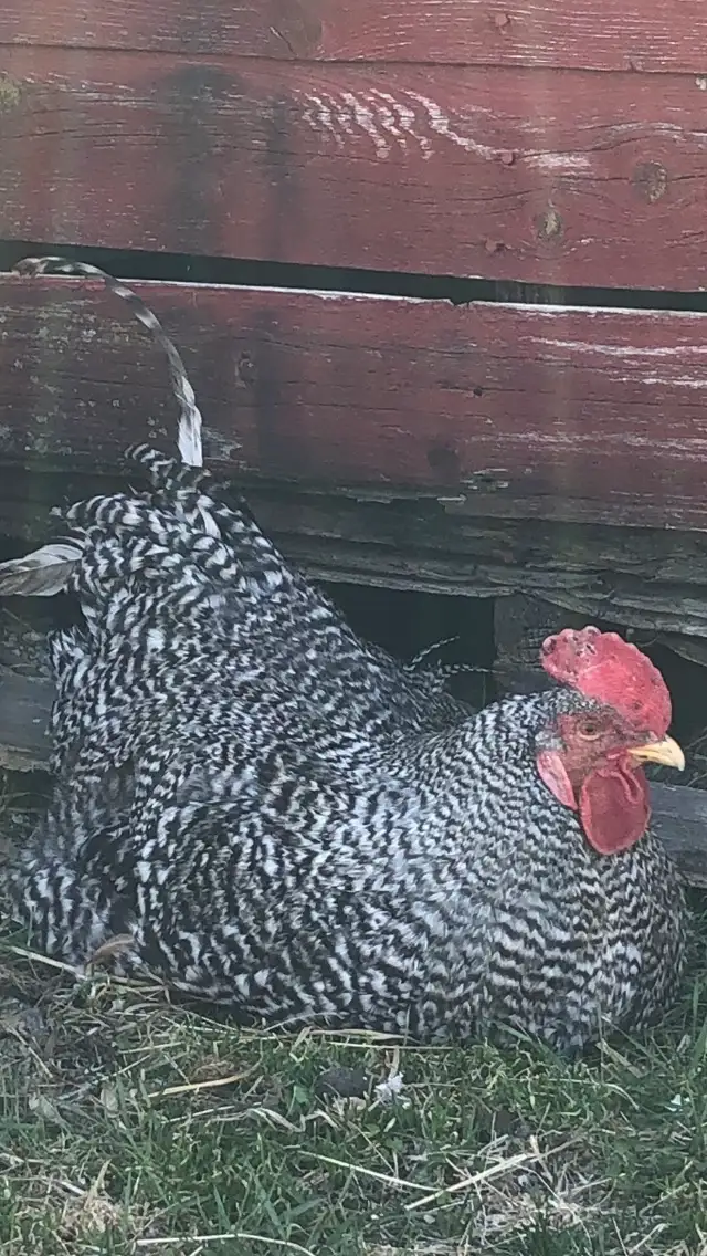 purebred barred rock  roosters