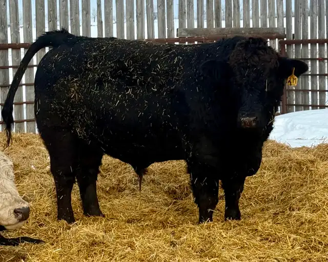 Registered purebred Simmental bulls and heifers