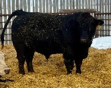Registered purebred Simmental bulls and heifers