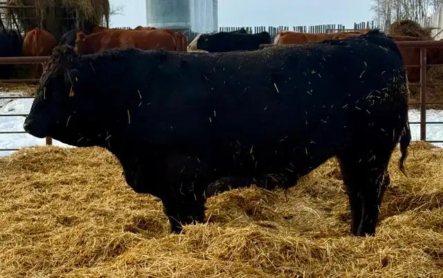 Registered purebred Simmental bulls and heifers - Photo 2