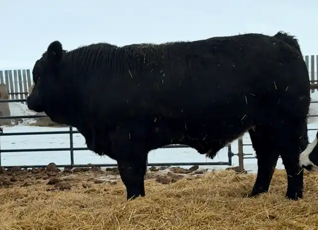 Registered purebred Simmental bulls and heifers - Photo 3