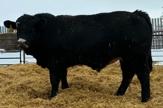 Registered purebred Simmental bulls and heifers - Photo 4