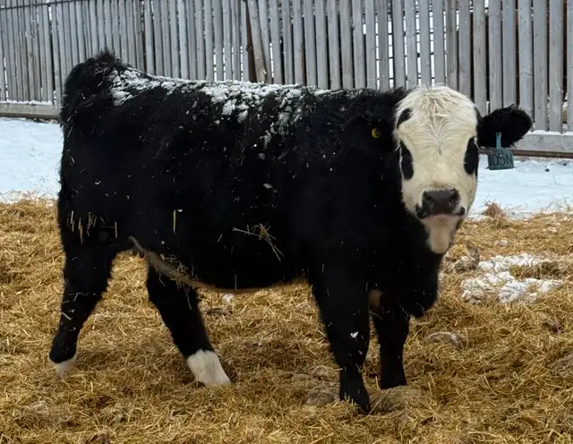 Registered purebred Simmental bulls and heifers - Photo 5