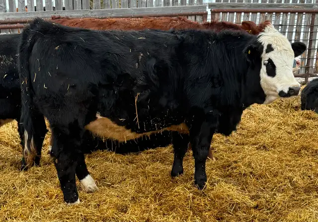 Registered purebred Simmental bulls and heifers - Photo 6