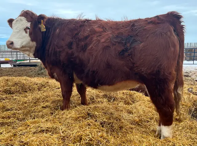 Registered purebred Simmental bulls and heifers - Photo 7