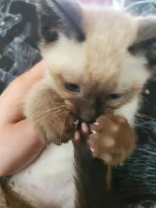 Ready now ❤️ female siamese kitten