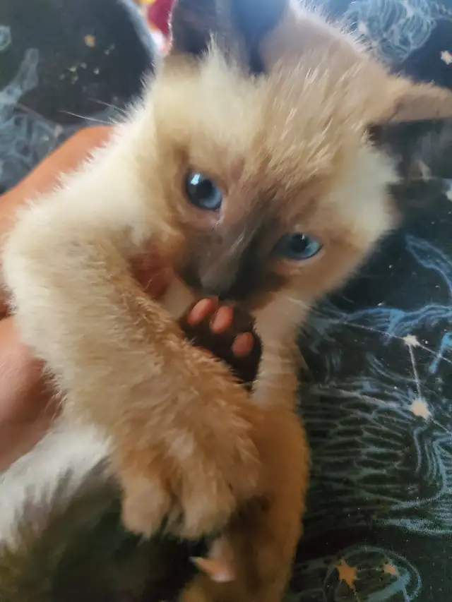 Ready now ❤️ female siamese kitten - Photo 2