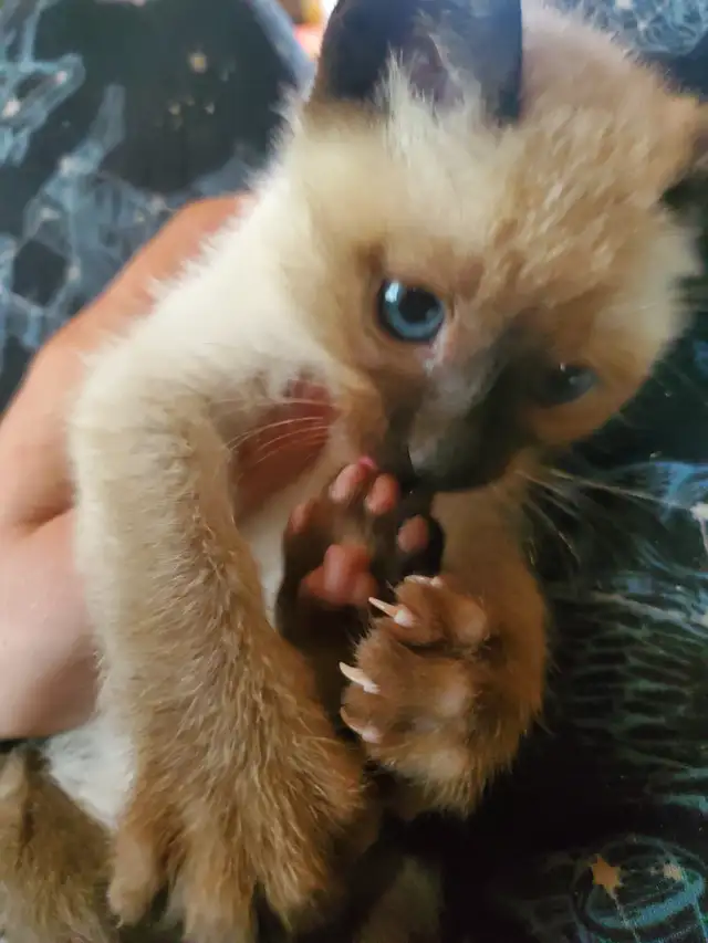 Ready now ❤️ female siamese kitten - Photo 3