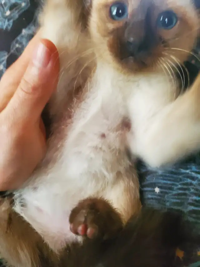 Ready now ❤️ female siamese kitten - Photo 4