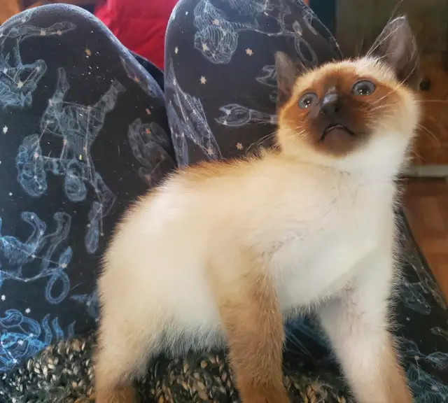 Ready now ❤️ female siamese kitten - Photo 6