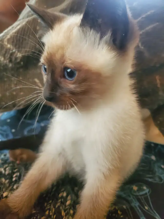 Ready now ❤️ female siamese kitten - Photo 8