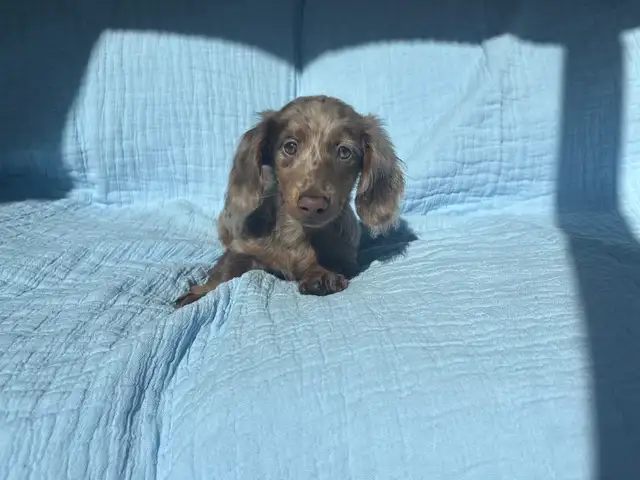Miniature Dachshund Puppies
