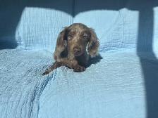 Miniature Dachshund Puppies