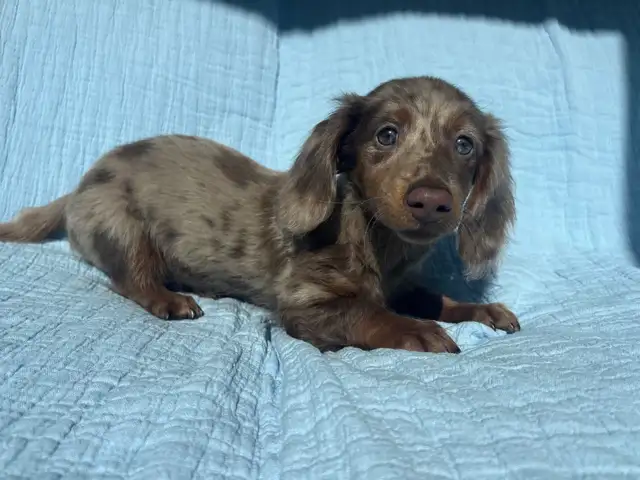 Miniature Dachshund Puppies - Photo 3
