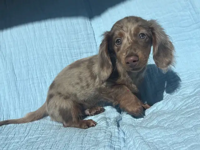 Miniature Dachshund Puppies - Photo 4