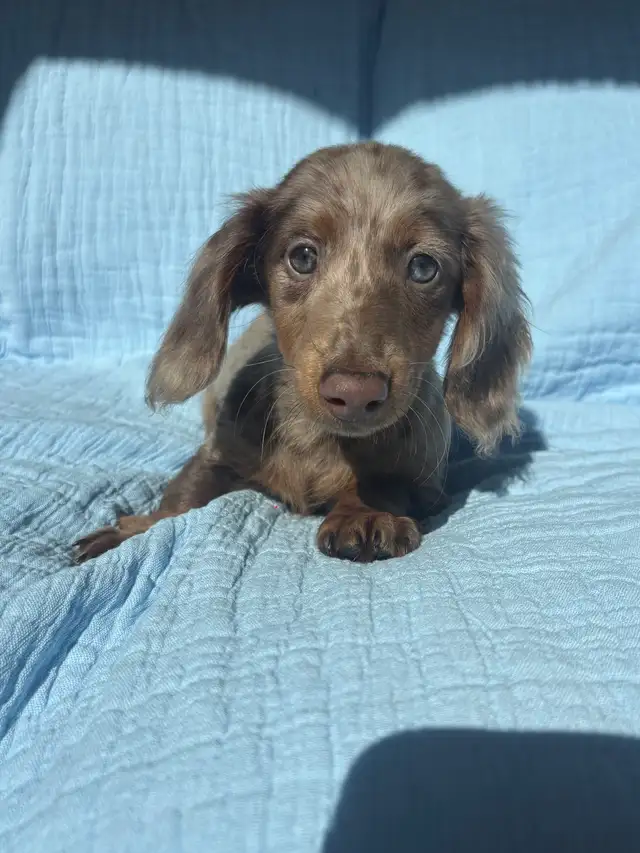 Miniature Dachshund Puppies - Photo 5