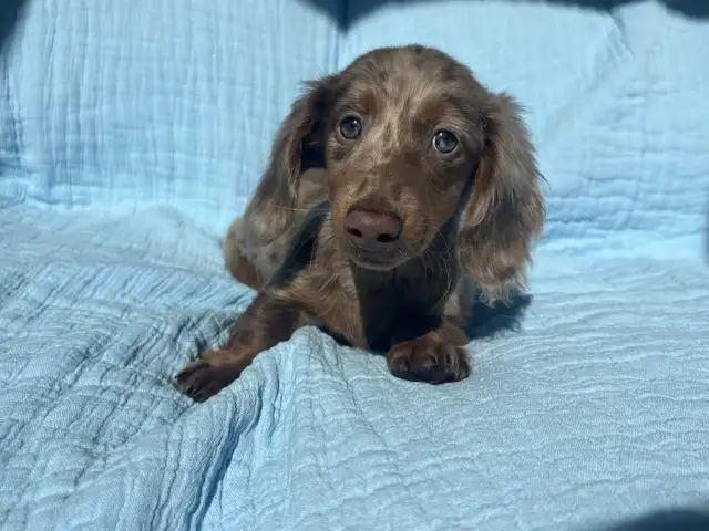 Miniature Dachshund Puppies - Photo 6