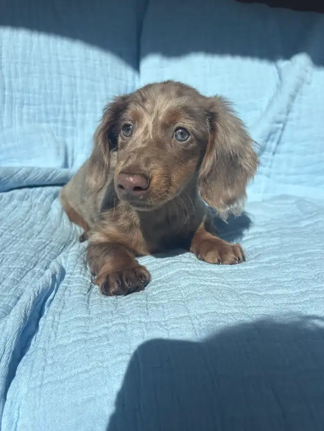 Miniature Dachshund Puppies - Photo 7