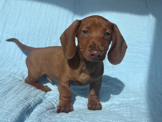 Miniature Dachshund Puppies - Photo 8