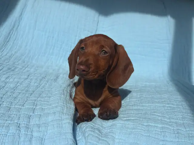 Miniature Dachshund Puppies - Photo 9