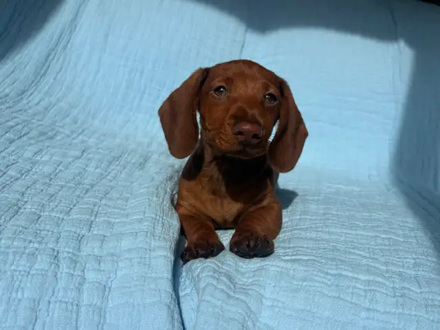 Miniature Dachshund Puppies - Photo 10