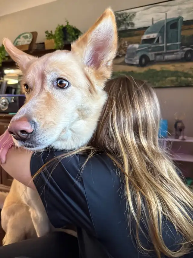 Free Family Dog! - Photo 2