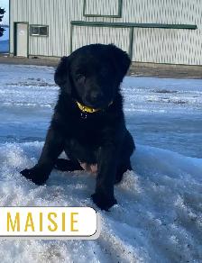 German Shepherd Lab Puppies