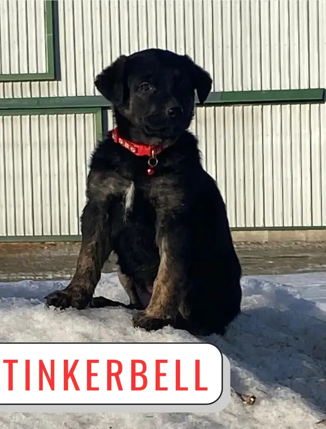 German Shepherd Lab Puppies - Photo 2