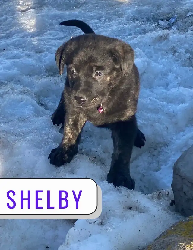 German Shepherd Lab Puppies - Photo 3