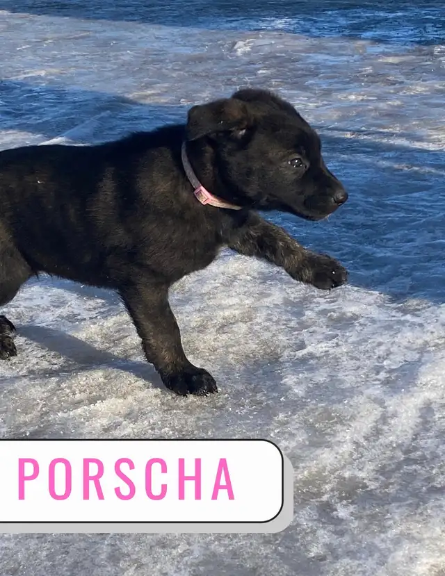 German Shepherd Lab Puppies - Photo 4