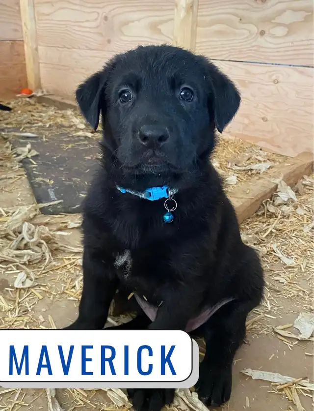 German Shepherd Lab Puppies - Photo 5