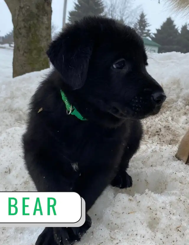 German Shepherd Lab Puppies - Photo 6