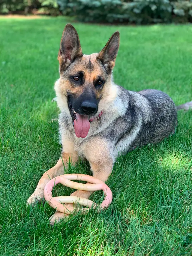 German Shepherd Lab Puppies - Photo 7