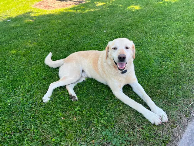 German Shepherd Lab Puppies - Photo 8