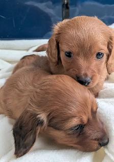 Chiots teckel - Photo 2